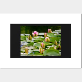 Pond with Water Lilies Posters and Art